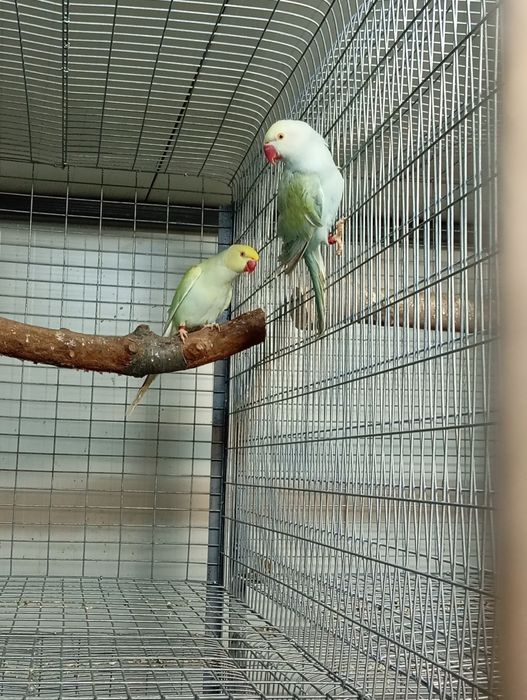 Papagali micul Alexandru