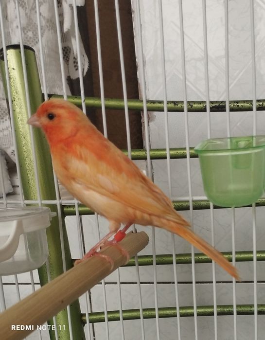 Канарейка молодойла. 3.  Ойли 4. Ойлила сотилади