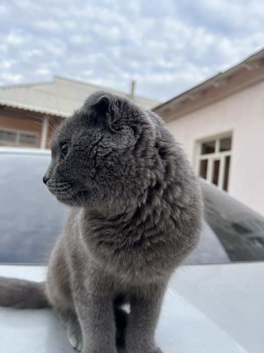 Шотланскый мысык сатылады