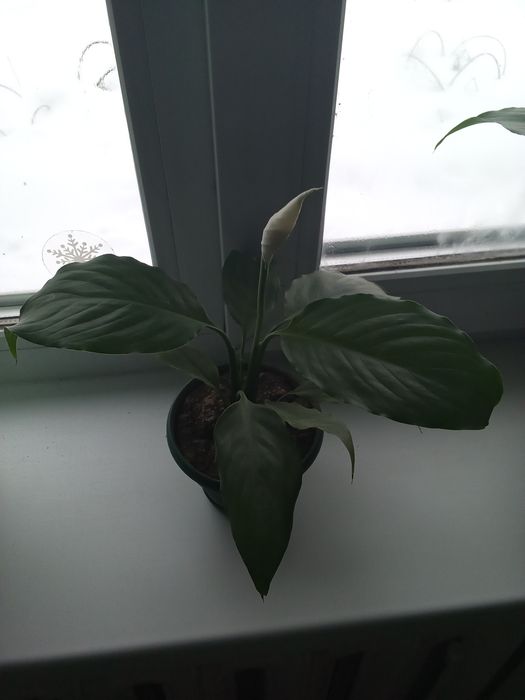 Продам женское счастье