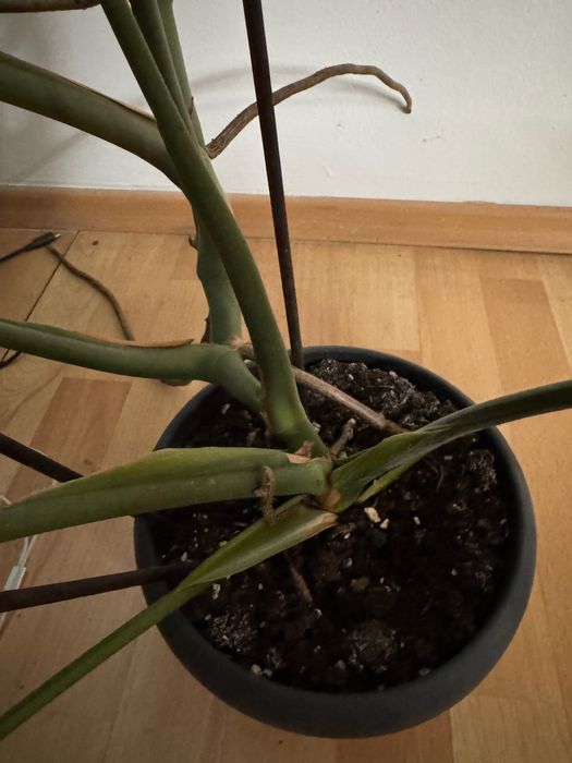 Monstera deliciosa в саксия