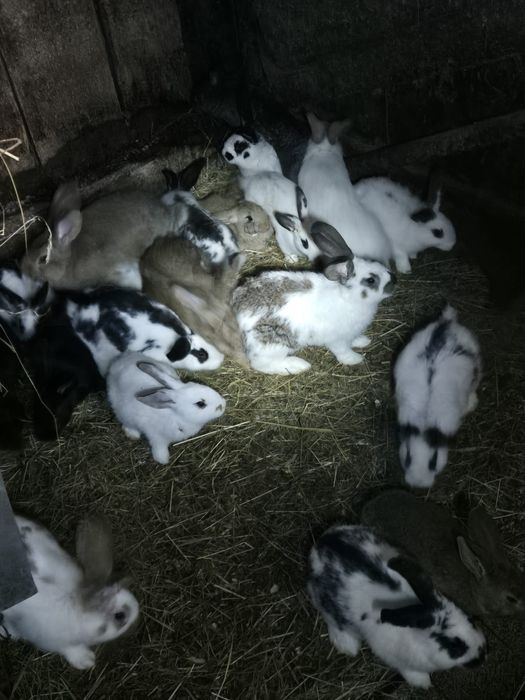 Vând iepuri pui și adulți