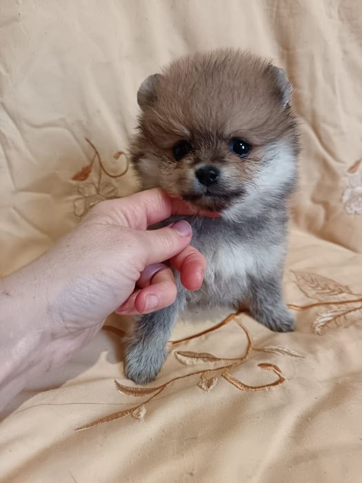 Шпицы мальчики и девочки