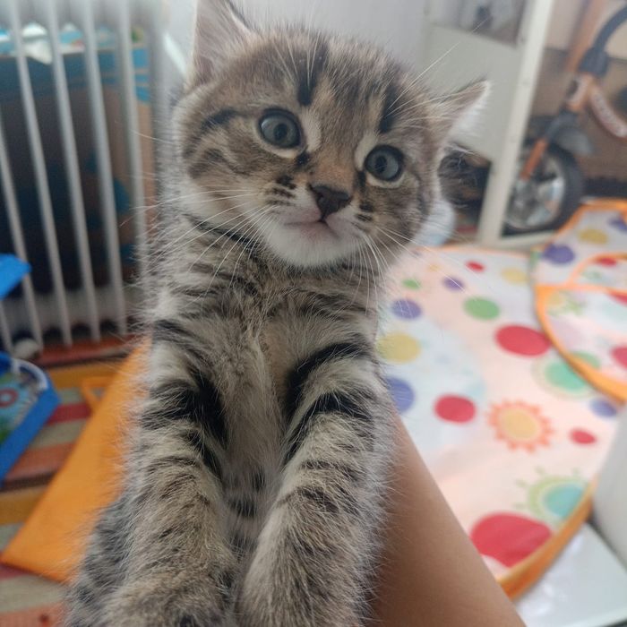 Отдам котят 1 месяц