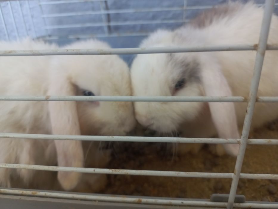 Карликовый кролик Пара