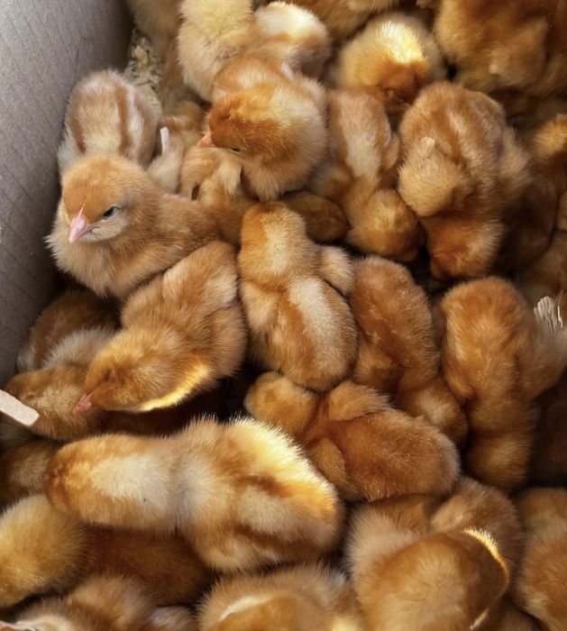 28 марта старт продаж цыплят