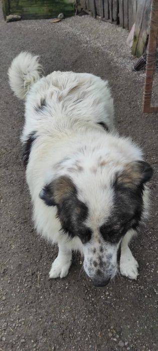 Ciobănesc de Bucovina