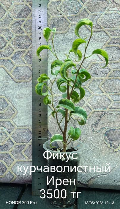 Комнатные цветы. Живые цветы.