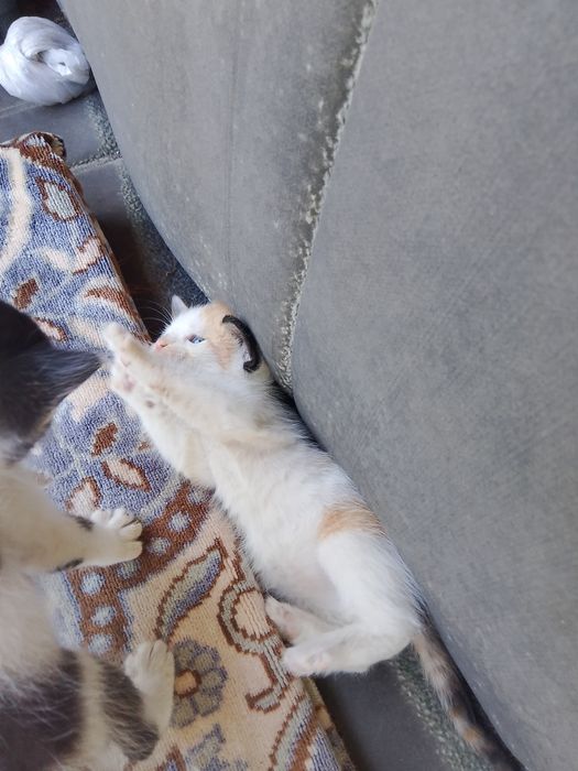 Отдам 5 котят бесплатно