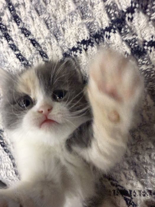 Продаются котята