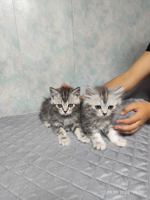 Котята шотландцы