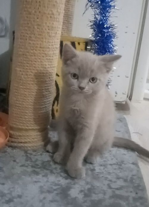 Продам не дорого котят