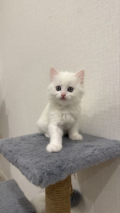 Британские котята