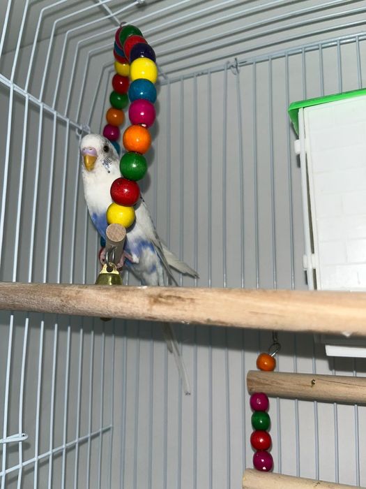 Продам волнистого попугая