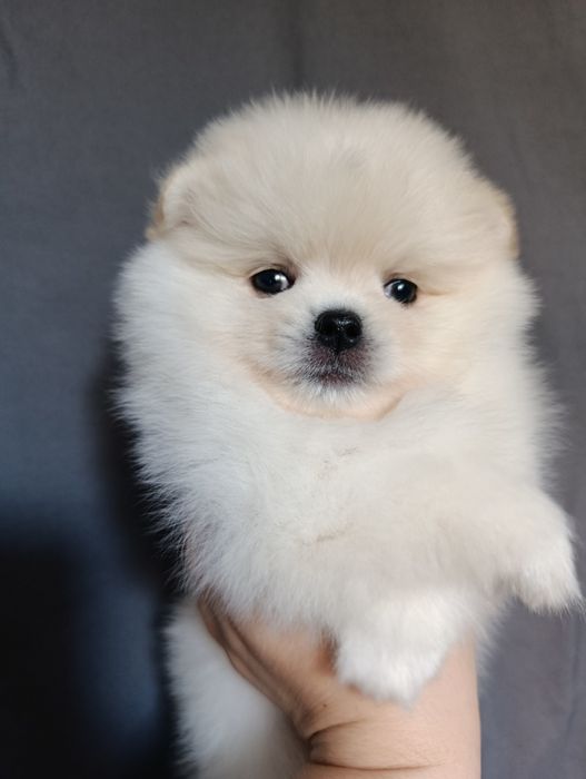 Щенки шпица девочки и мальчики