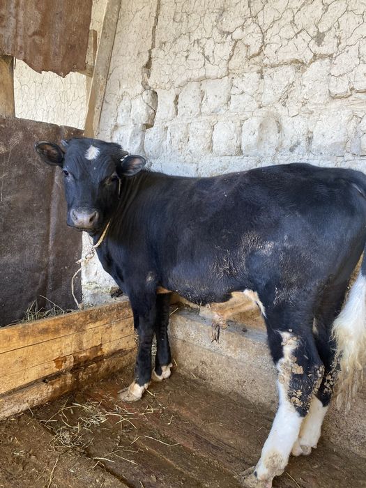 Два быка одна телка