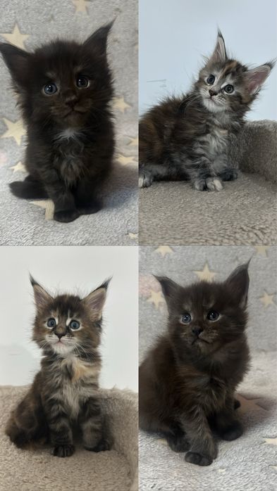 КОТЯТА_Продаются_