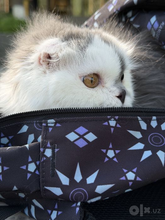 Персидская кошка