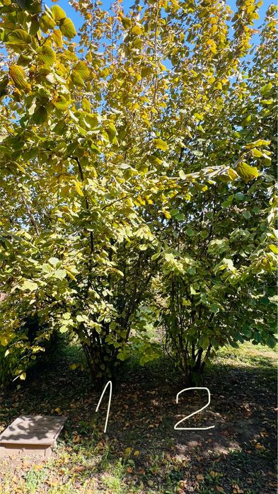Саженцы Фундука самовывоз
