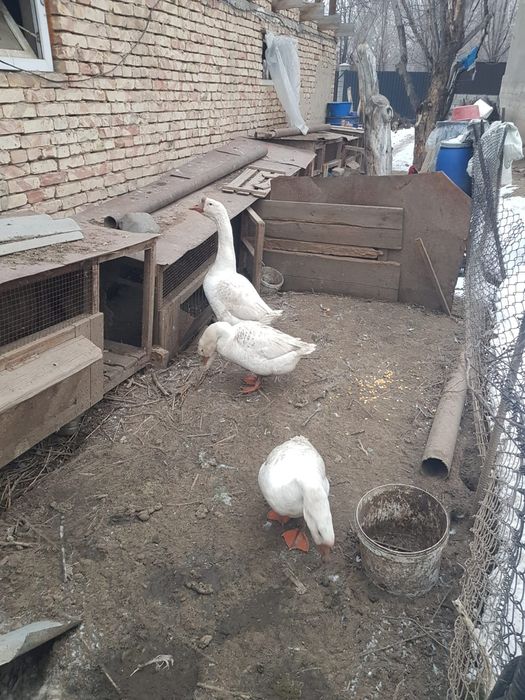 Продам гусей смесь линды с губернаторской