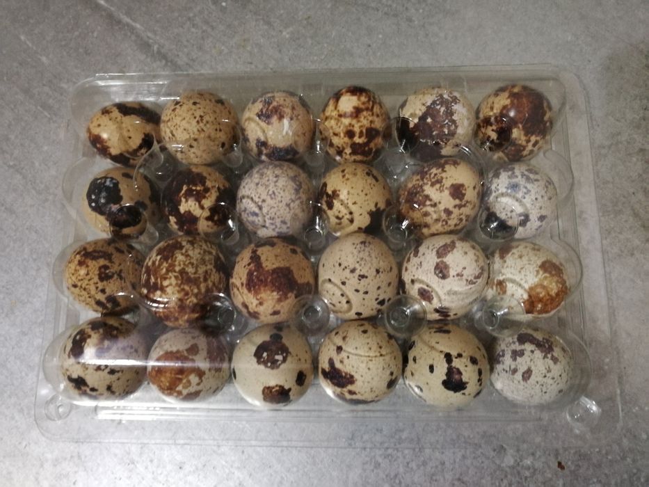 Oua de Prepelițe ptr Tratament/Consum/