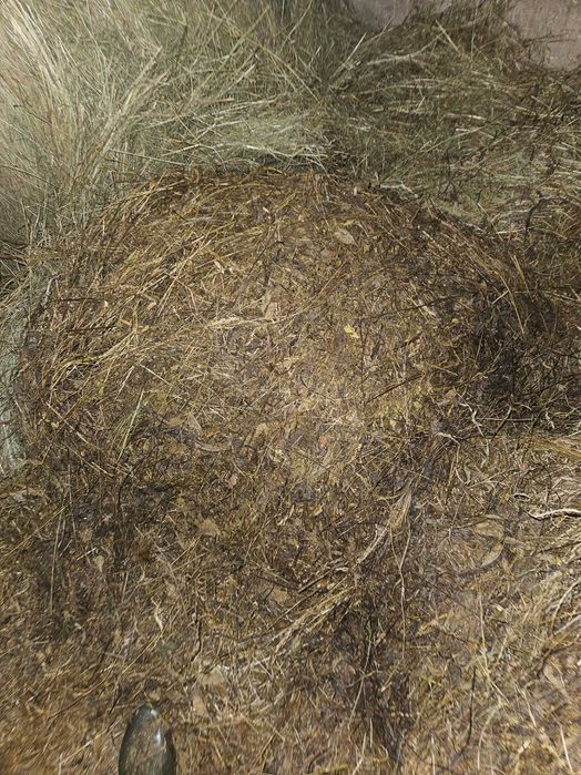 Vând baloți făn infoliat siloz