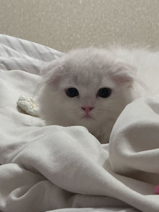 Котенок мальчик шотландский