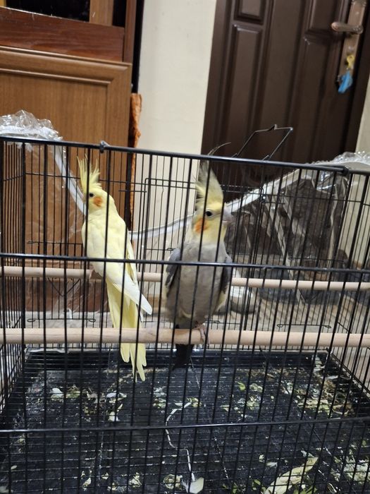 Карелла птицы продаётся