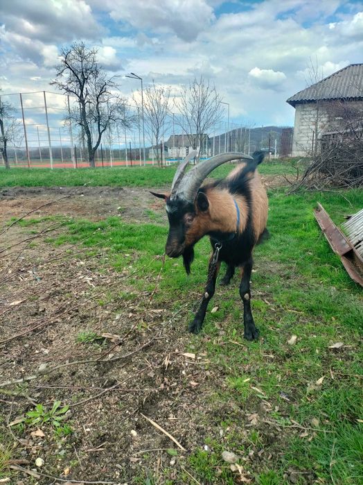 Vând capre Alpina franceza femela și ieduțe și un țap pentru montă