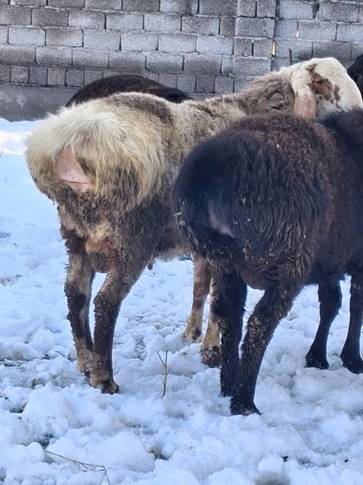 Boqilgan semiz qochqorlar bor