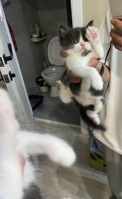 Отдам котят в хорошие руки