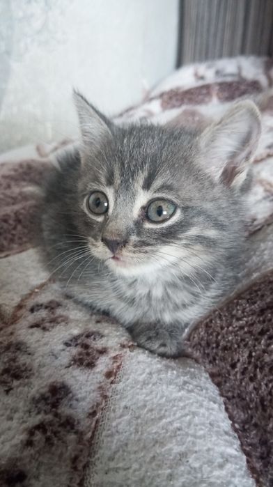 Отдам котят в добрые руки