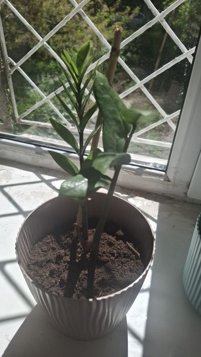 Долларовое дерево