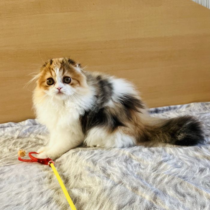 Две шотладкие девочки .