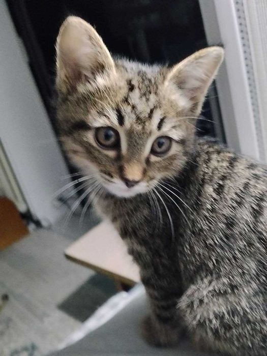 Котенок 2.5 месяца