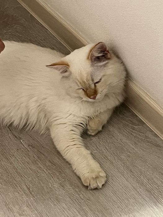 Продам кота белого