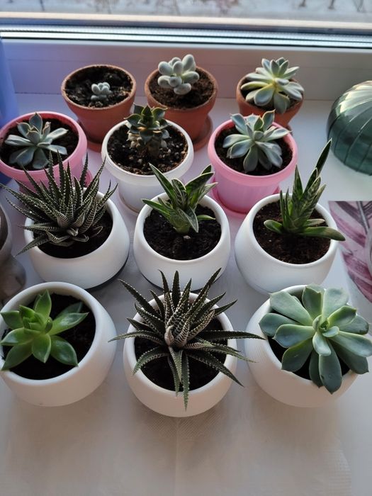 Самые лучшие цветы