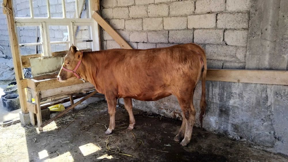 Sigir, 1 yoshga to'lmagan