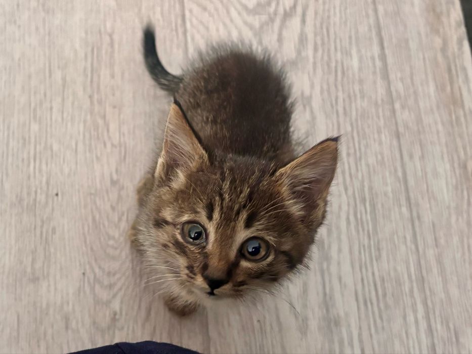 Отдаю котят в добрые руки