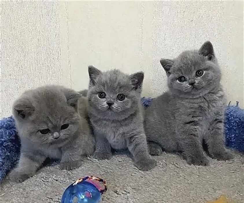 Роскошные Котята