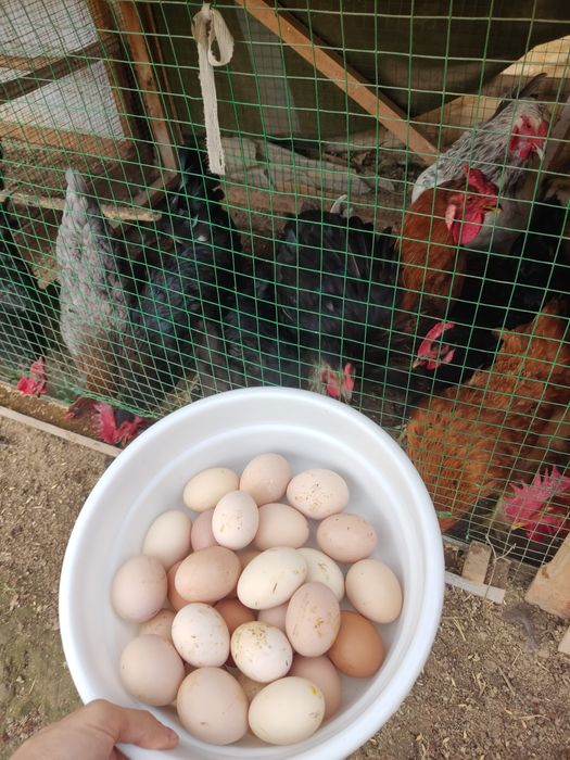 Tuxum Damashniy sifatli tuxumlar yangi