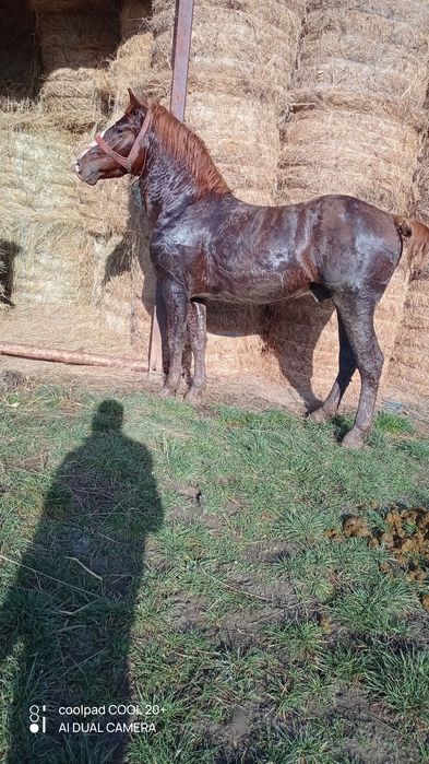 De vânzare hărmăsar de 4 ani