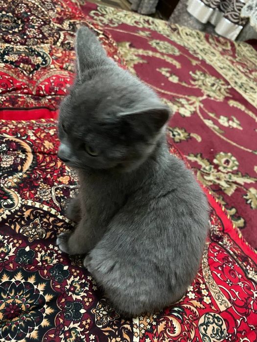 Zotdor ayol 5 oylik latok urgangan