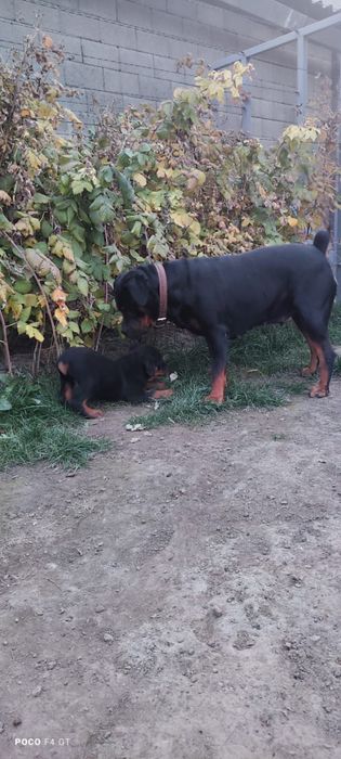 Щенок ротвейлера