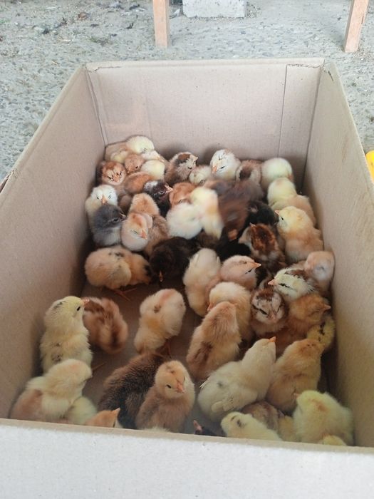 Уй товуги жужалари