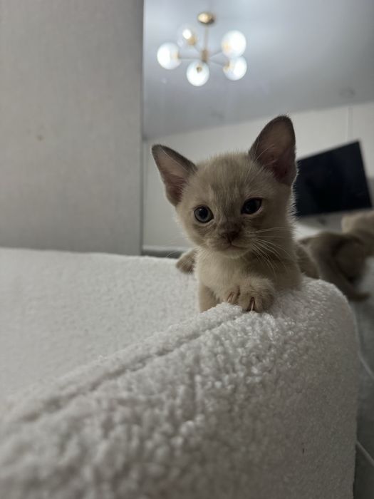 Бурманские котята