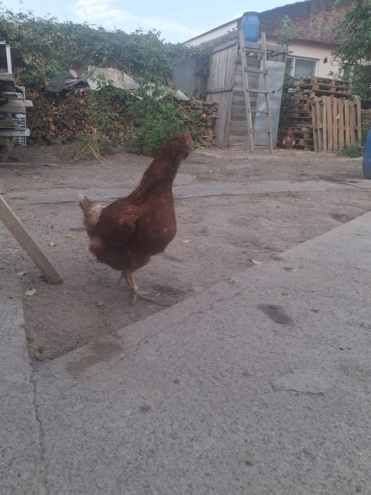 Курицы Ломан Браун