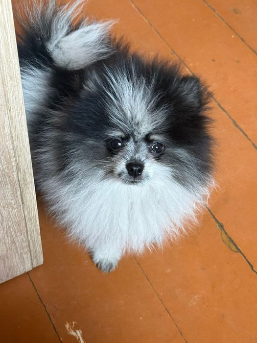 Мальчик Померанский шпиц