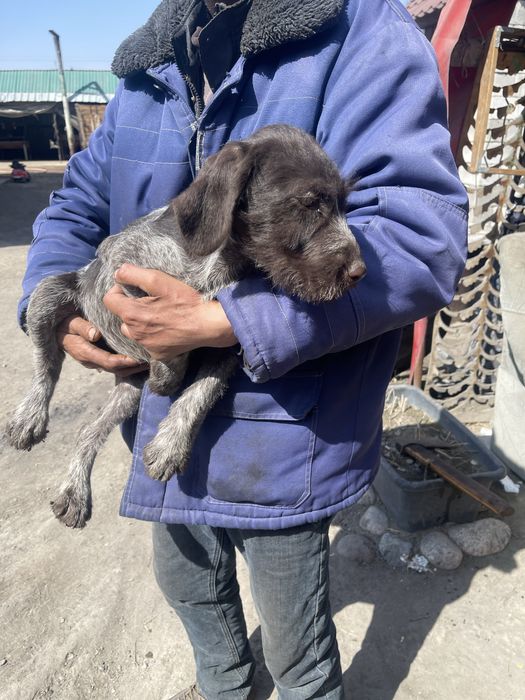 Девочка дратхара