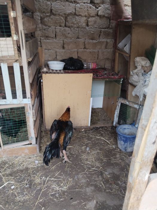 dakan horoz дакан хороз